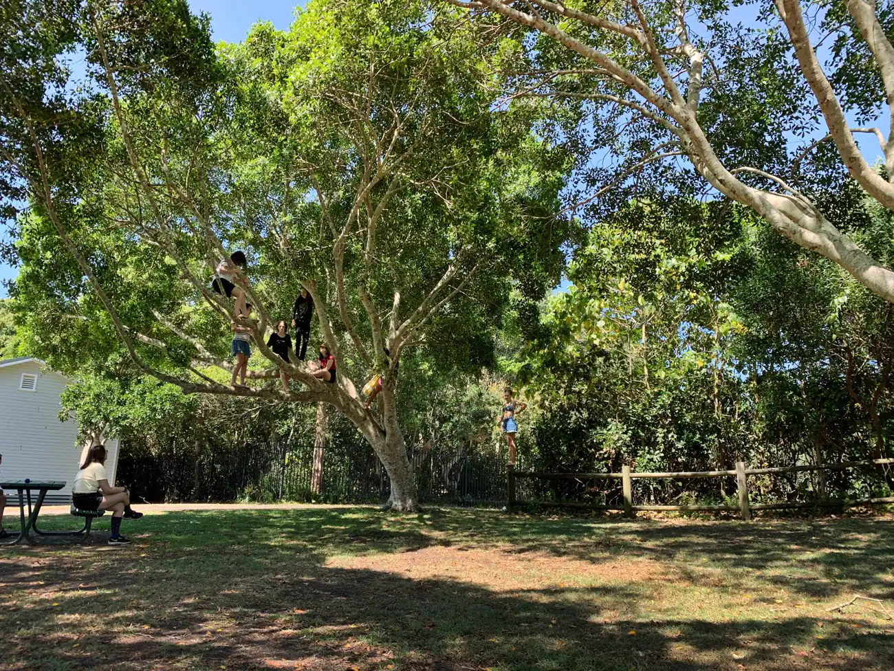 Six children spread through the branches of a large fig tree in a park, one standing on a fence rail below