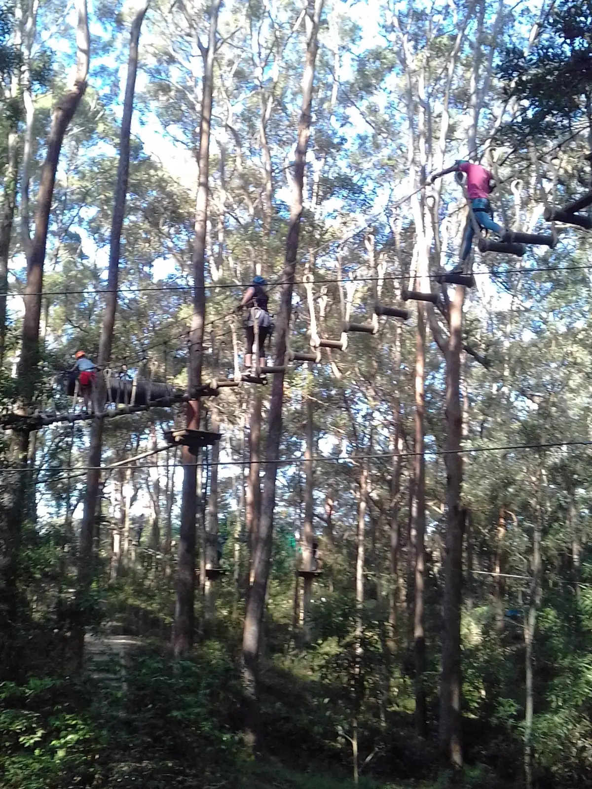 Children spread across a high ropes course strung between tall eucalypts, small against the canopy